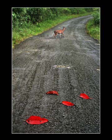 Unforgotten Leaves