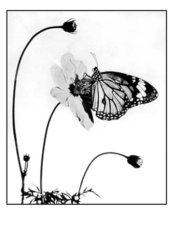 142 Ematory Embrace 