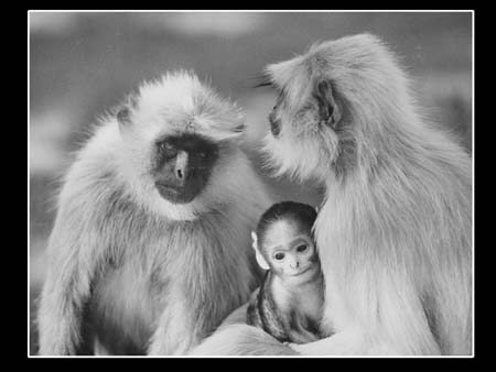 148 Happy Family 1