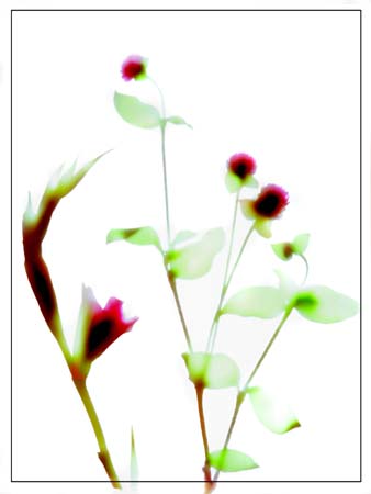 184 Photogram 3